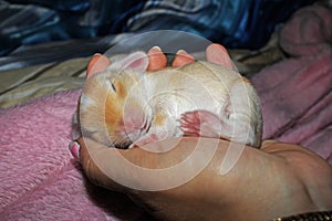 New born baby lop rabbit kit animal pet. Cute bunny kits.