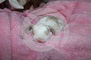 New born baby lop rabbit kit animal pet. Cute bunny kits.