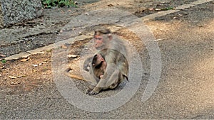 New born baby monkey with mother