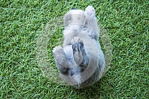 New born baby rabbit bunny sleeping on the green grass. Tiny fluffy grey and white baby animal resting on natural field grass.