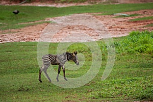 New born baby zebra