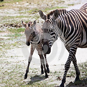 New born baby zebra with its mother