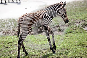 New born baby zebra with its mother