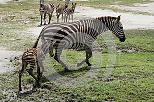 New born baby zebra learning how to walk