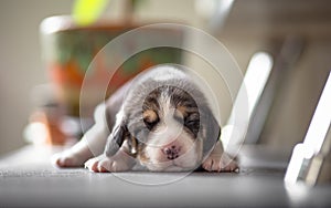 New born beagle puppy
