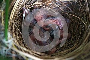 New born bird without feathers. Birds sleeping in nest waiting for mother to bring food.