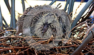 New born bird sitting in a nest