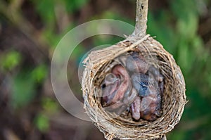 New born bird sleeping in the nest.