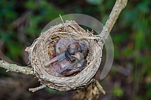 New born bird sleeping in the nest.