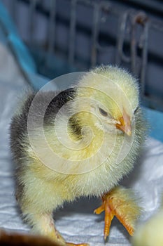 New born bramha chicks of 4 days old