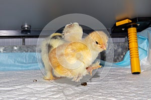 New born bramha chicks of 4 days old