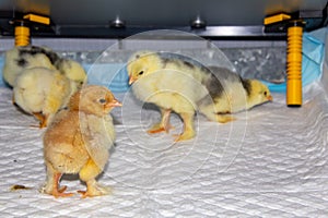 New born bramha chicks of 4 days old