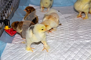 New born bramha chicks of 4 days old