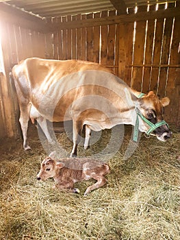 New born calf in the barn with his mother cow, Cattle farm