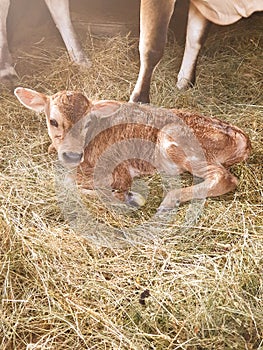 New born calf in the barn with his mother cow, Cattle farm