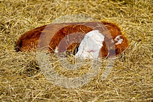 new born calf of Chandler Herefords cow breed, sleeping under spring sut at field. A baby cow sleeping on hay