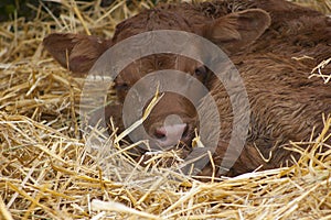 New born calf facing camera and lying on straw bed