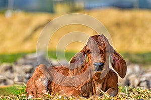 A new born calf sleeps in the fields.