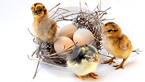 New born chick and eggs on white use for beginning concept, Happy Easter holiday