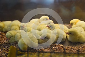 New born chick near eggshell in incubator