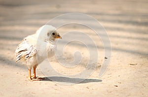 New born Chicken in outdoor poultry