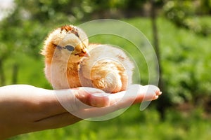 New born chicken in palms