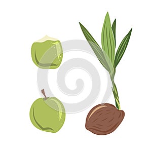 New born coconut. set. Vector illustration of a nut. Sprout and the beginning of life of a tree in the style of hand
