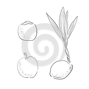 New born coconut. set. Vector illustration of a nut. Sprout and the beginning of life of a tree in the style of hand