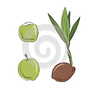 New born coconut. set. Vector illustration of a nut. Sprout and the beginning of life of a tree in the style of hand drawing