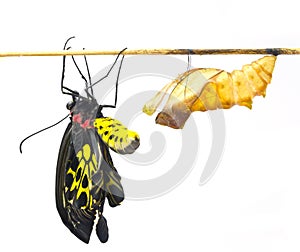 New born Common Birdwing butterfly emerge from cocoon photo