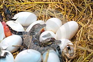 New born Crocodile baby incubation hatching eggs lying on the straw