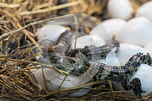 New born Crocodile baby incubation hatching eggs lying on the straw