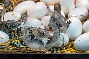 New born Crocodile baby incubation hatching eggs lying on the straw