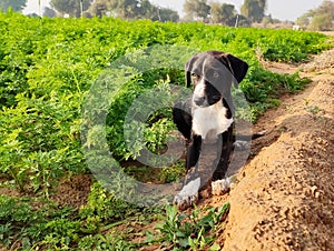 New born cute puppy in carrot crop field