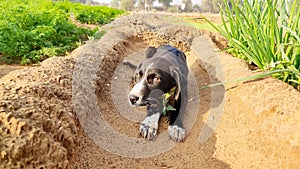 New born cute puppy in the field