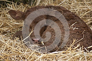 New born Dexter Red Calf, snug on straw bed