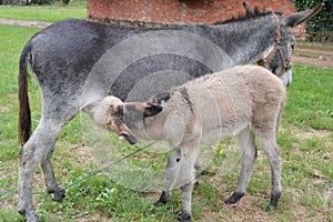 New Born Donkey Suckling His Mother In A Farm In Asturias.