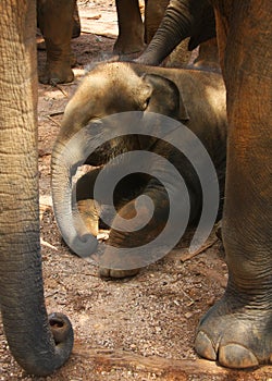 New-born elephant-calf, baby