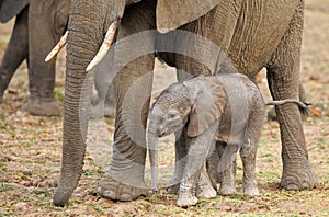 New born elephant calf standing close to mum for protection in South Luangwa National Park