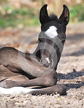 New born foal