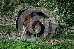 New born foal on a farm