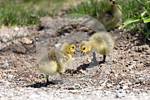 New Born Goslings in the Spring