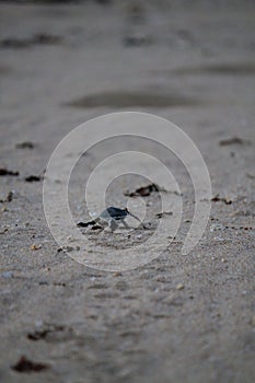 New born green sea turtle