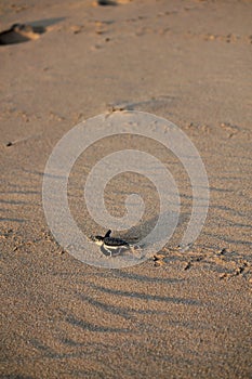 New born green sea turtle