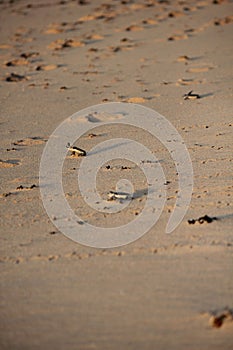 New born green sea turtle