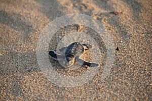 New born green sea turtle