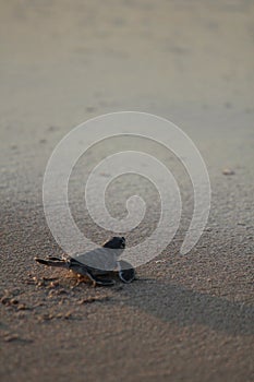 New born green sea turtle