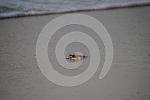 New born green sea turtle