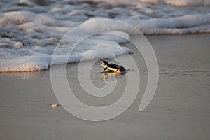 New born green sea turtle