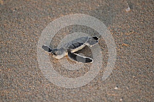 New born green sea turtle